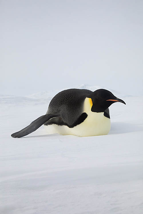Emperor Penguin (Aptenodytes forsteri)