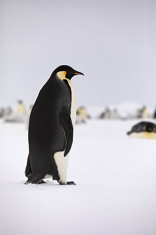 Emperor Penguin (Aptenodytes forsteri)