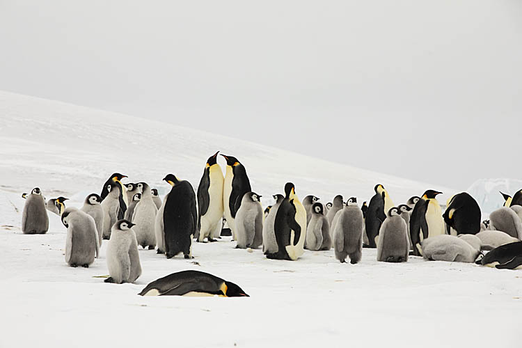 Emperor Penguin (Aptenodytes forsteri)