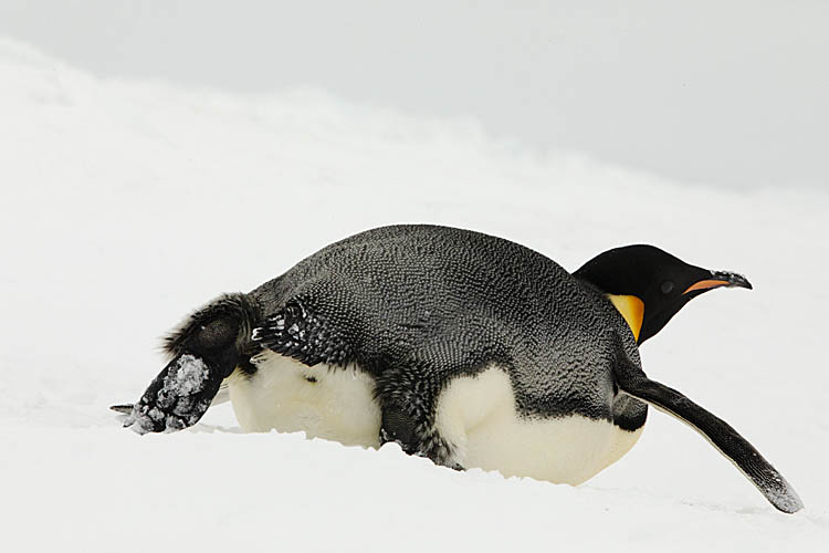 Emperor Penguin (Aptenodytes forsteri)