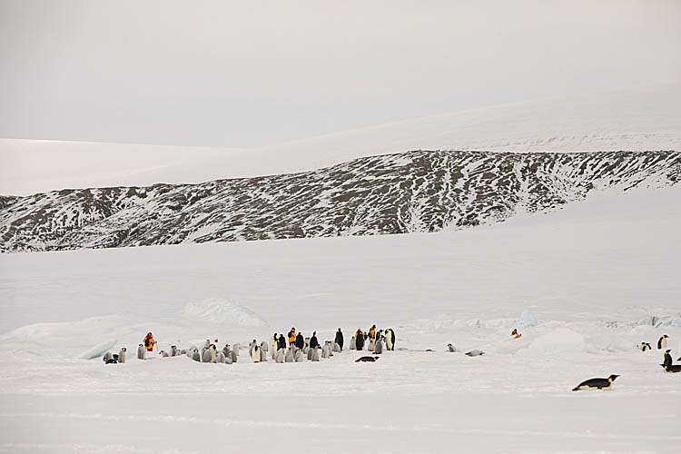 Emperor Penguin (Aptenodytes forsteri)