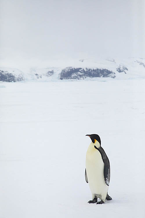Emperor Penguin (Aptenodytes forsteri)