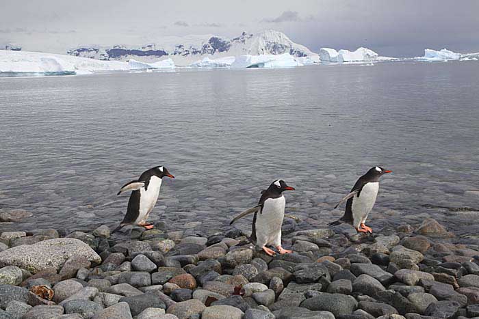 Chinstrap Penguin (Pygoscelis antarctica)