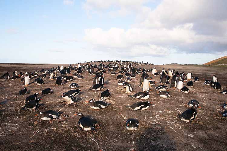 Gentoo Penguin (Pygoscelis papua)