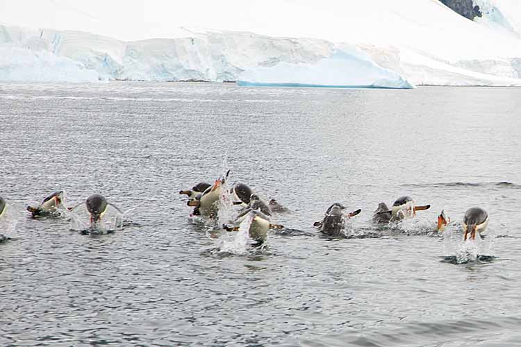 Gentoo Penguins (Pygoscelis papua)