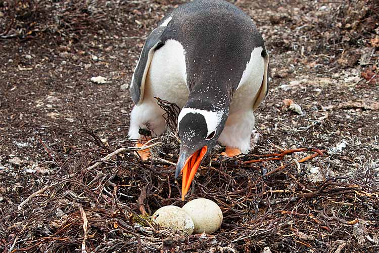 Gentoo Penguin (Pygoscelis papua)