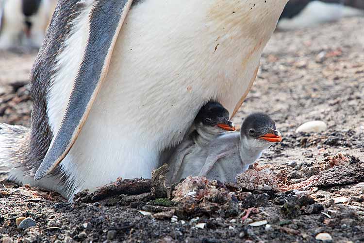 Gentoo Penguin (Pygoscelis papua)