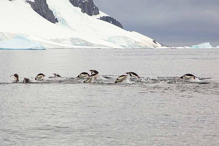 Gentoo Penguins (Pygoscelis papua)