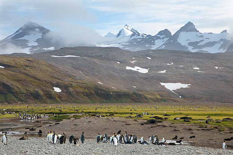 Gentoo Penguin (Pygoscelis papua)