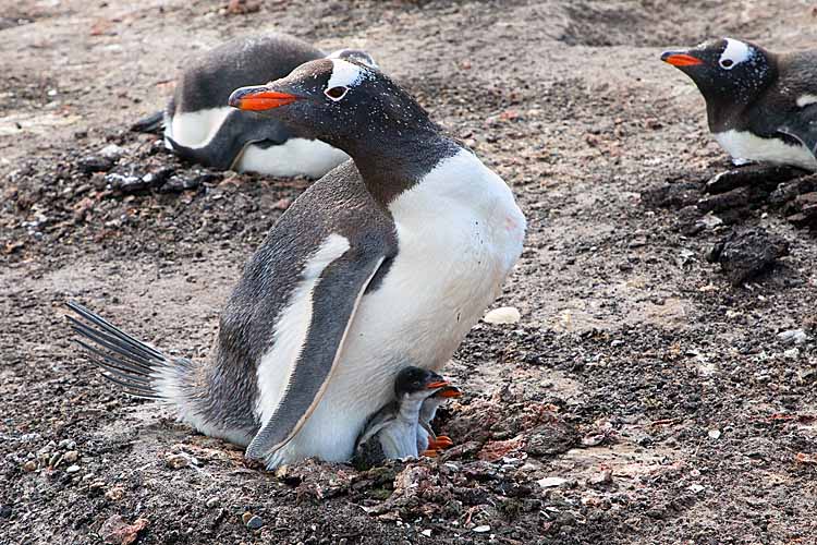 Gentoo Penguin (Pygoscelis papua)