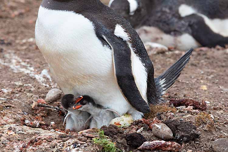 Gentoo Penguin (Pygoscelis papua)