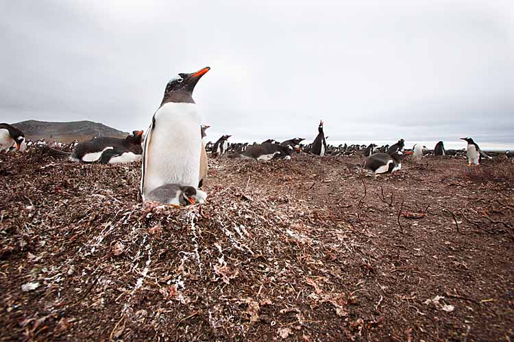Gentoo Penguin (Pygoscelis papua)