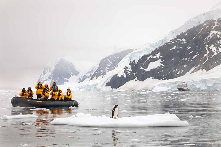 Gentoo Penguin (Pygoscelis papua)