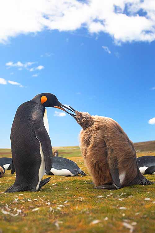 King Penguin (Aptenodytes patagonicus)