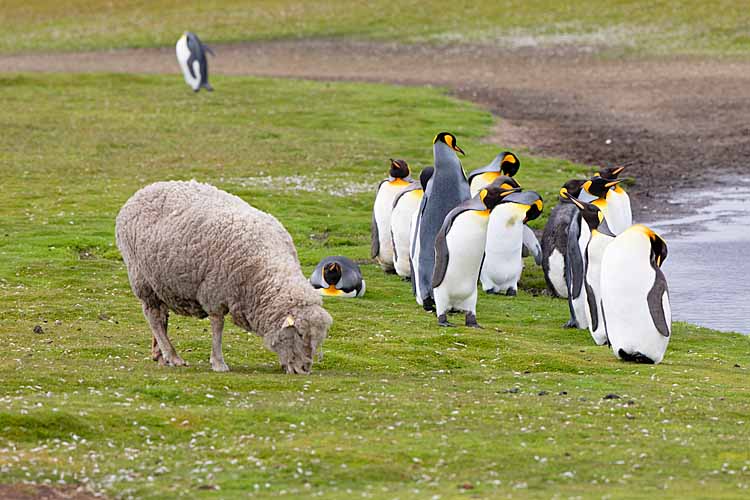King Penguins (Aptenodytes patagonicus)