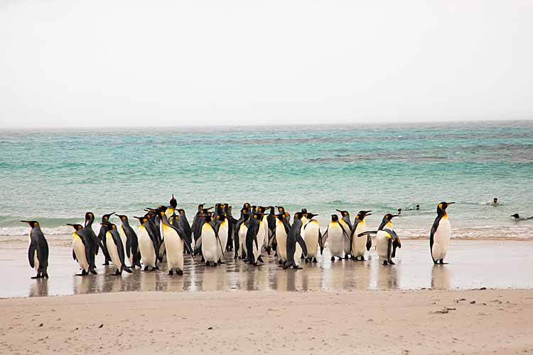 King Penguins (Aptenodytes patagonicus)