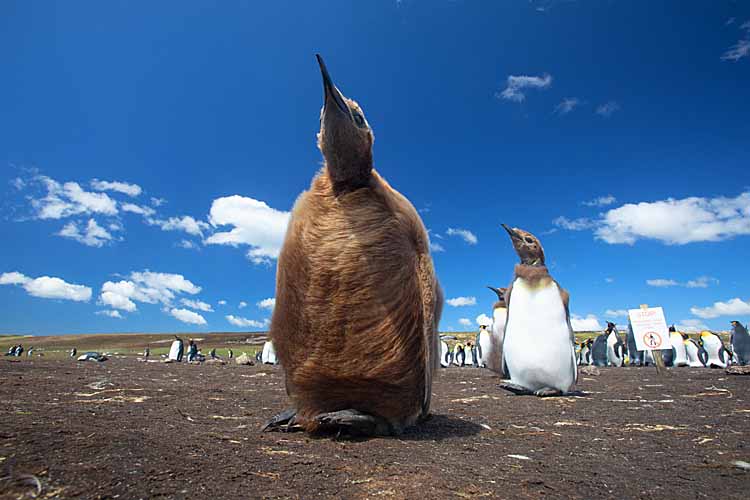 King Penguin (Aptenodytes patagonicus)
