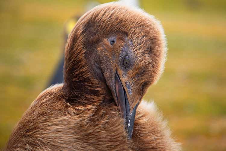 King Penguin (Aptenodytes patagonicus)