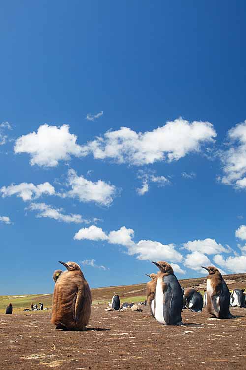King Penguin (Aptenodytes patagonicus)