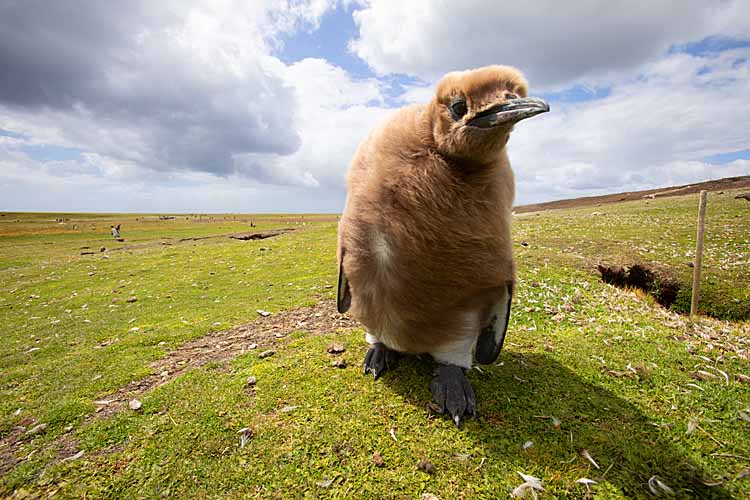 King Penguin (Aptenodytes patagonicus)