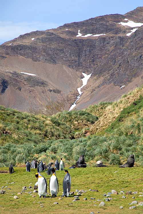 King Penguins (Aptenodytes patagonicus)