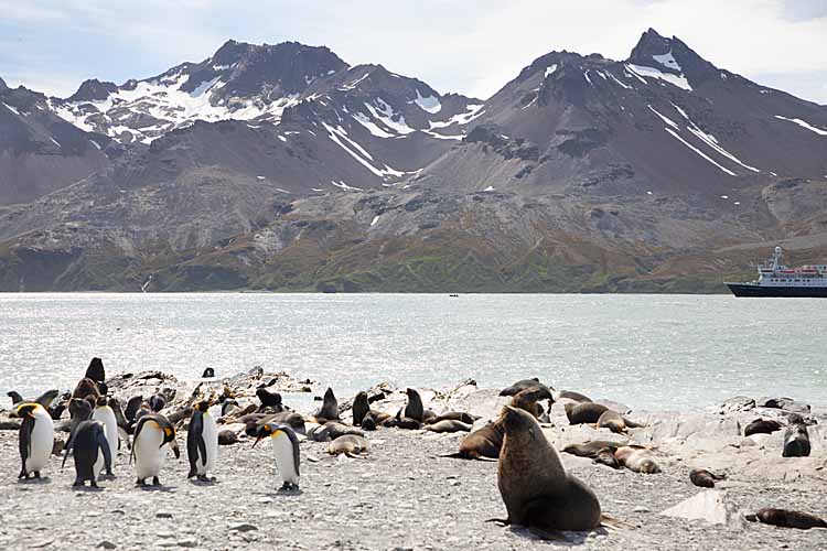 King Penguins (Aptenodytes patagonicus)