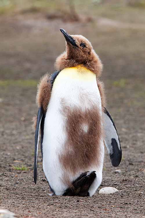 King Penguin (Aptenodytes patagonicus)