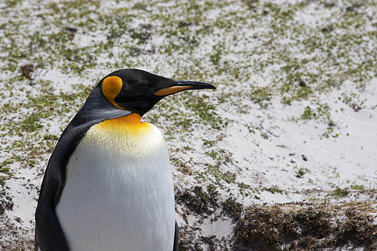 King Penguin (Aptenodytes patagonicus)