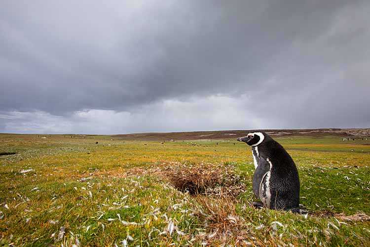 Magellanic Penguin (Spheniscus magellanicus)