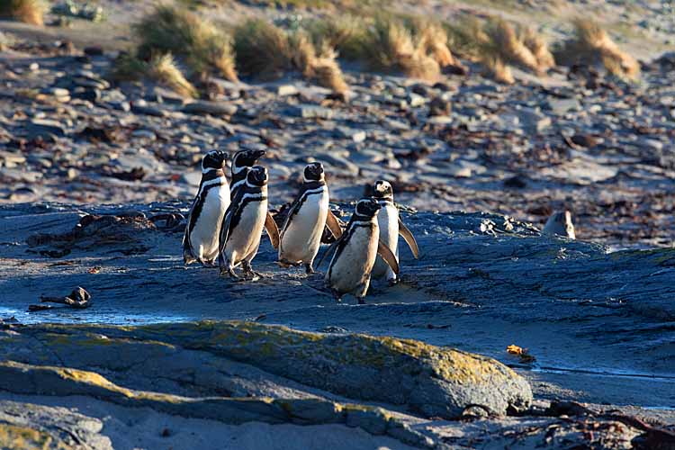 Magellanic Penguins (Spheniscus magellanicus)