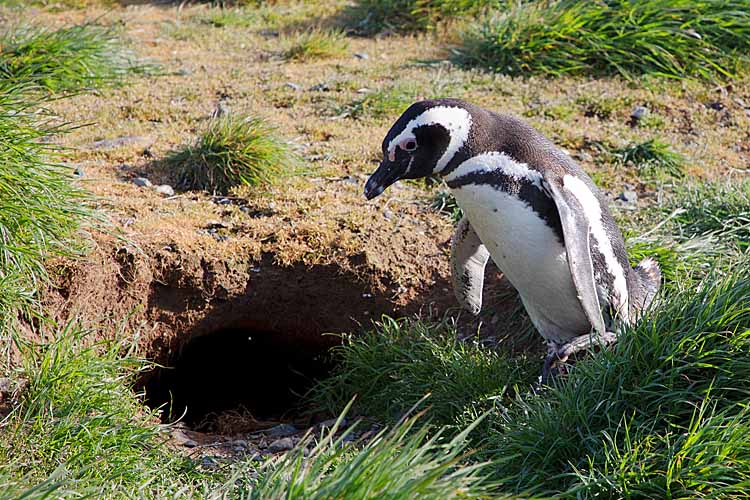 Magellanic Penguin (Spheniscus magellanicus)