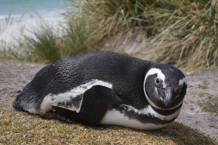 Magellanic Penguin (Spheniscus magellanicus)