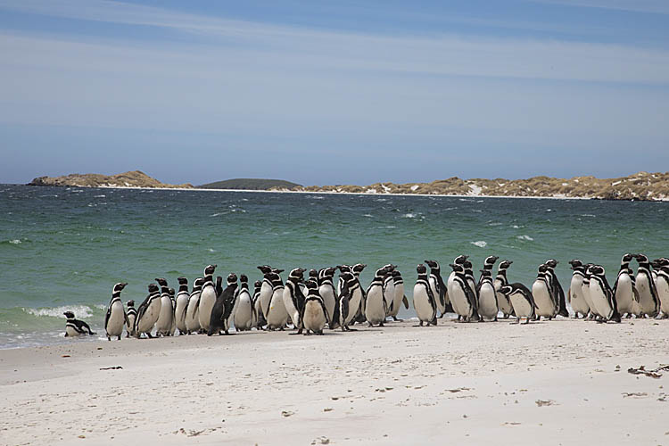 Magellanic Penguin (Spheniscus magellanicus)