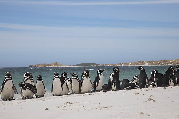 Magellanic Penguin (Spheniscus magellanicus)