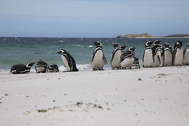 Magellanic Penguin (Spheniscus magellanicus)