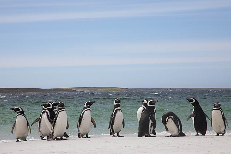 Magellanic Penguin (Spheniscus magellanicus)