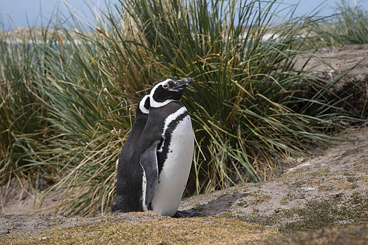 Magellanic Penguin (Spheniscus magellanicus)