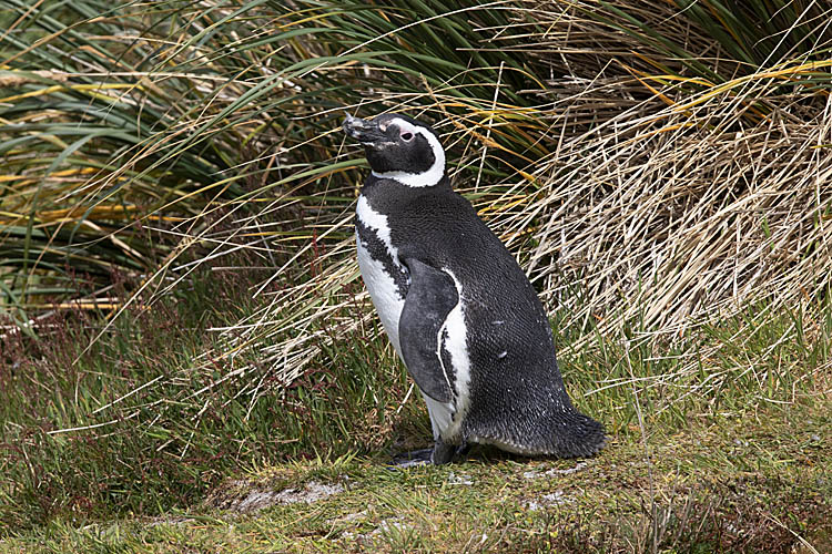 Magellanic Penguin (Spheniscus magellanicus)