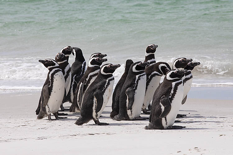 Magellanic Penguin (Spheniscus magellanicus)