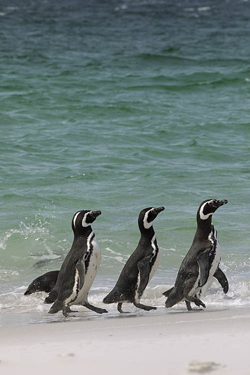 Magellanic Penguin (Spheniscus magellanicus)
