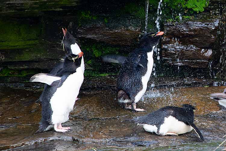 Rockhopper Penguins (Eudyptes chrysocome)