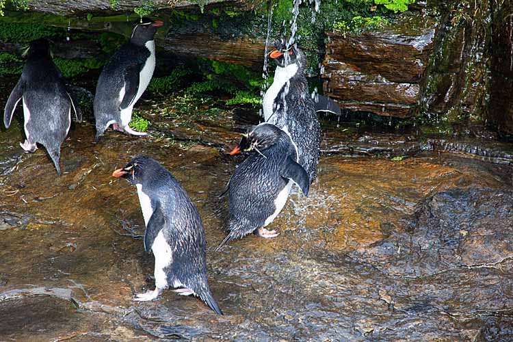 Rockhopper Penguins (Eudyptes chrysocome)