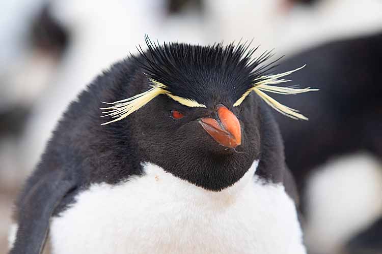 Rockhopper Penguin (Eudyptes chrysocome)
