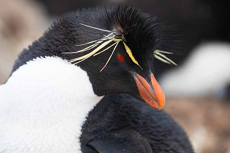 Rockhopper Penguin (Eudyptes chrysocome)