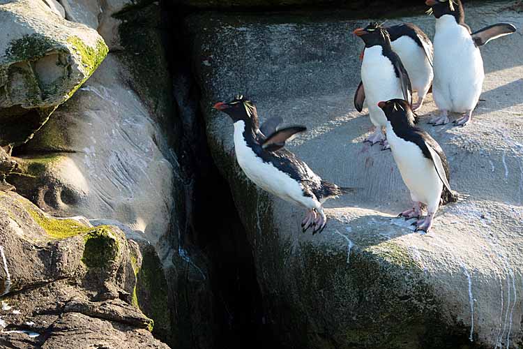Rockhopper Penguin (Eudyptes chrysocome)