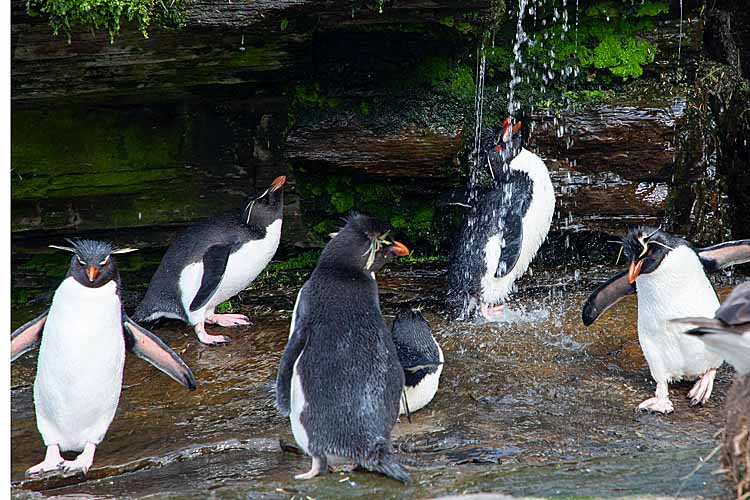 Rockhopper Penguins (Eudyptes chrysocome)