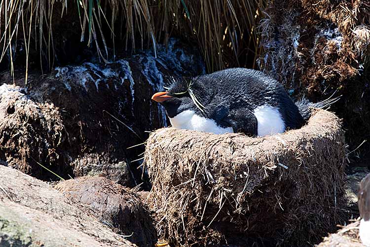 Rockhopper Penguin (Eudyptes chrysocome)