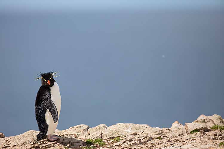 Rockhopper Penguin (Eudyptes chrysocome)