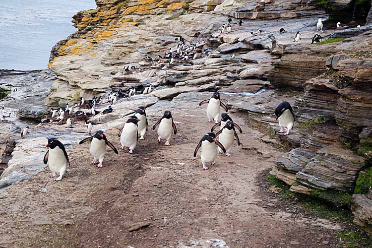 Rockhopper Penguins (Eudyptes chrysocome)