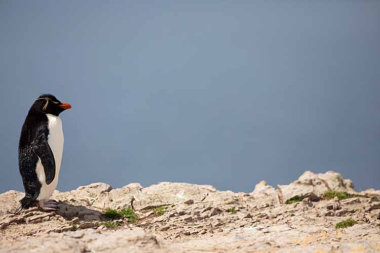 Rockhopper Penguin (Eudyptes chrysocome)